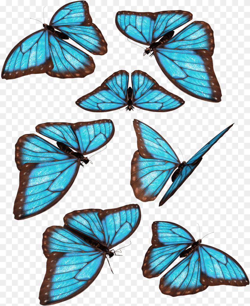 837x1028 Monarch Butterfly Morpho Menelaus Blue Butterfly, Animal, Insect, Invertebrate Sticker PNG