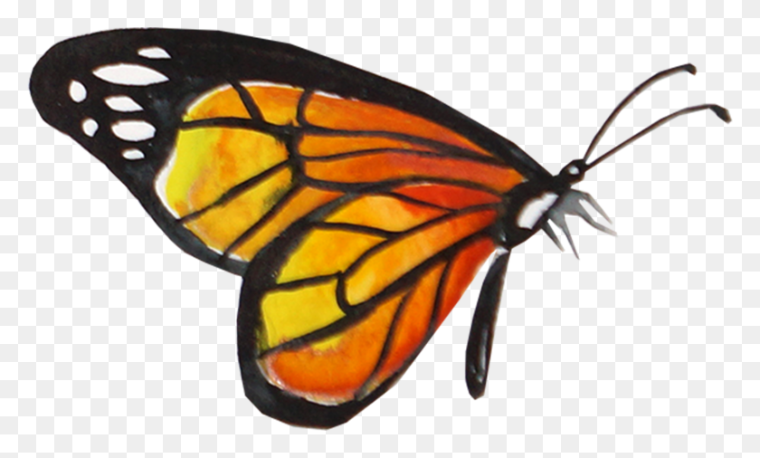 1611x923 Бабочка Монарх Акварель Бабочка Монарх Акварель Фон, Бабочка, Насекомое, Беспозвоночные Png Скачать