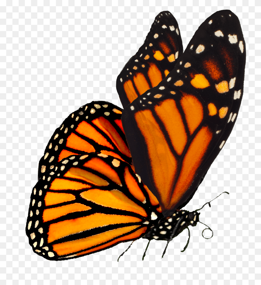 1749x1922 Monarch Monarch Butterfly Transparent, Butterfly, Insect, Invertebrate HD PNG Download