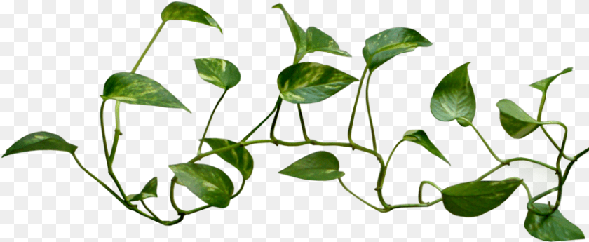 895x368 Money Plant Vine Transparent Background Vine, Leaf, Potted Plant PNG