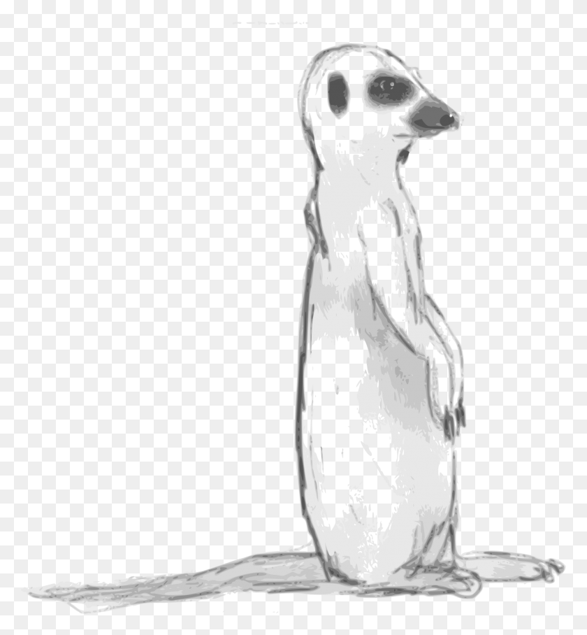 1877x2043 Mongoose Clipart Sketch Dibujos De Taltuzas Para Colorear, Mammal, Animal, Bird HD PNG Download