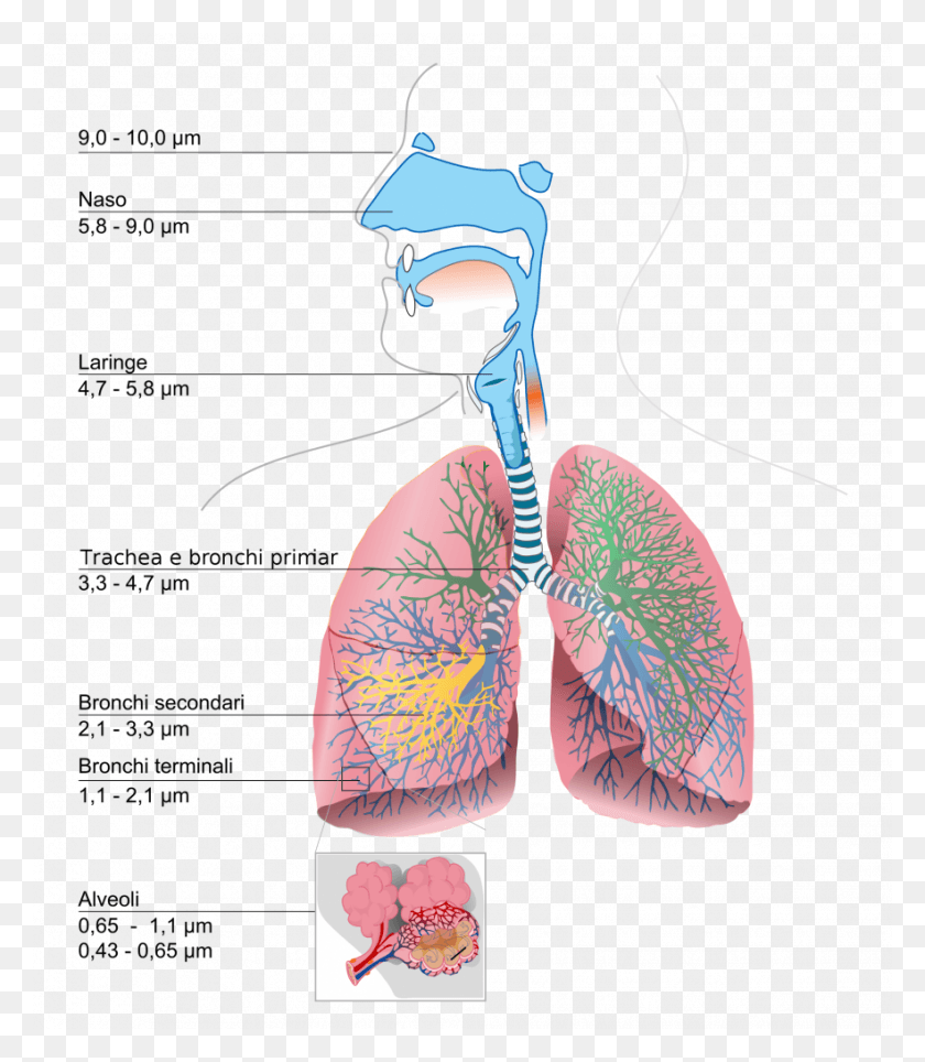883x1024 Monitoring Dust To Determine Impacts On Human Health Pathogenesis Of Pediatric Pneumonia, Clothing, Apparel Descargar Hd Png