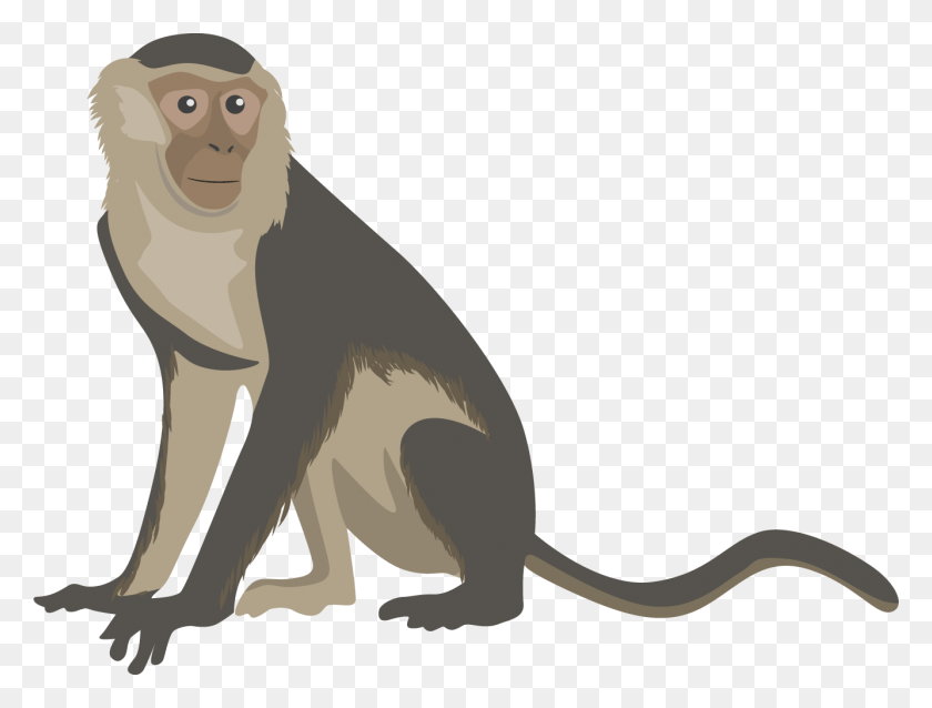 1333x989 Monkey Clipart Image Capuchin Monkey Monkey Clipart, Animal, Mammal, Wildlife HD PNG Download