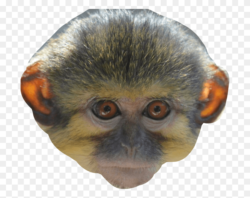 702x605 Monkey Face Freetoedit Titi, Wildlife, Mammal, Animal HD PNG Download