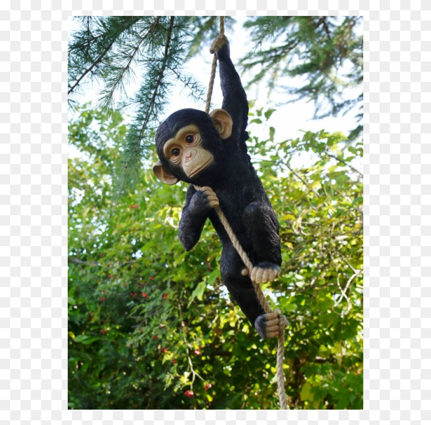 577x769 Monkey Hanging In Tree, Ape, Wildlife, Mammal HD PNG Download