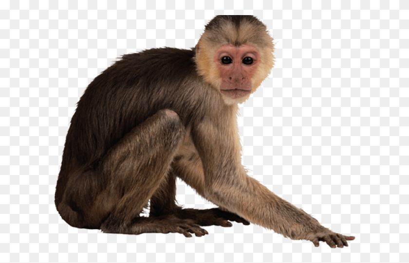 624x481 Monkey Picture No Background, Wildlife, Mammal, Animal HD PNG Download
