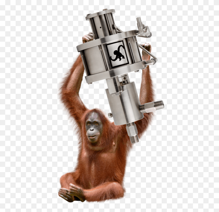 424x753 Monkey Pumps Sumatran Orangutan No Background, Mammal, Animal, Wildlife HD PNG Download