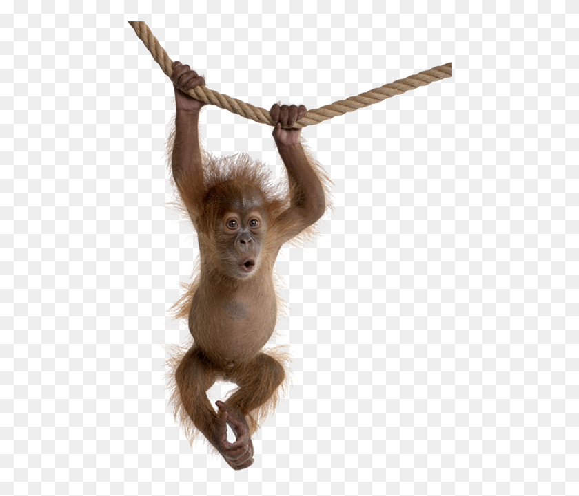 473x661 Descargar Png Mono Columpio Orangután Fondo Blanco, La Vida Silvestre, Mamíferos, Animal Hd Png