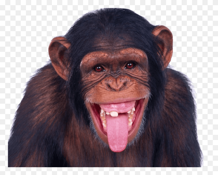 1248x985 Monkey Transparent Image Monkey Transparent, Ape, Wildlife, Mammal HD PNG Download