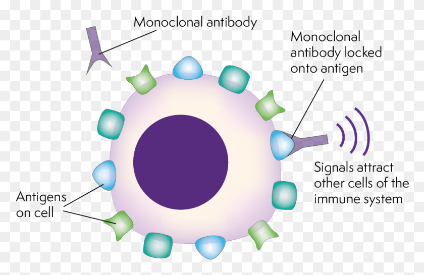 1000x622 Monoclonal Antibodies Locking On To The Antigens Of Monoclonal Antibody Therapy, Sphere, Graphics HD PNG Download