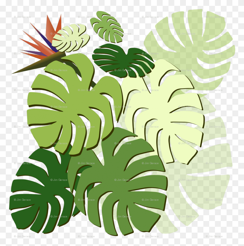 992x1000 Monstera Cluster Various With Bird Of Paradise Fabric, Plant, Green, Food HD PNG Download