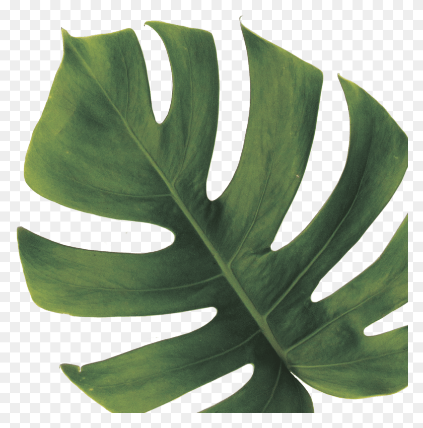1147x1162 Monstera Deliciosa, Leaf, Plant, Veins HD PNG Download