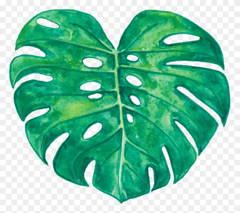 940x828 Monstera Deliciosa Monstera Plant No Background, Leaf, Veins, Green HD PNG Download