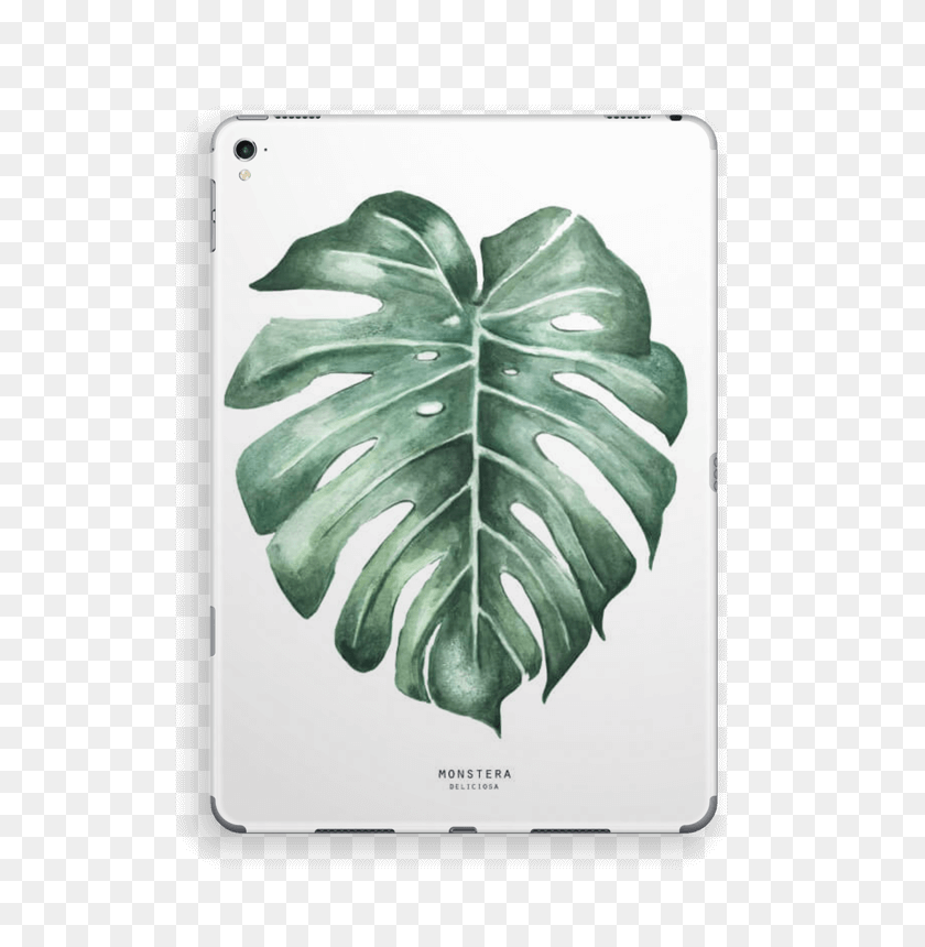572x800 Monstera Deliciosa Monstera Watercolour, Leaf, Plant, Veins HD PNG Download