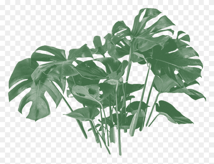 800x600 Растение Монстера, Зеленый, Лист, Растительность Hd Png Скачать