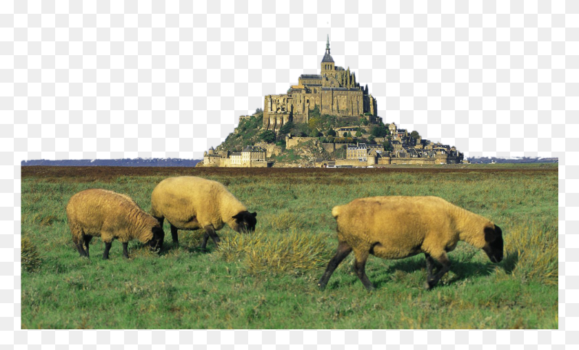 1601x920 Mont Saint Michel, Sheep, Mammal, Animal HD PNG Download