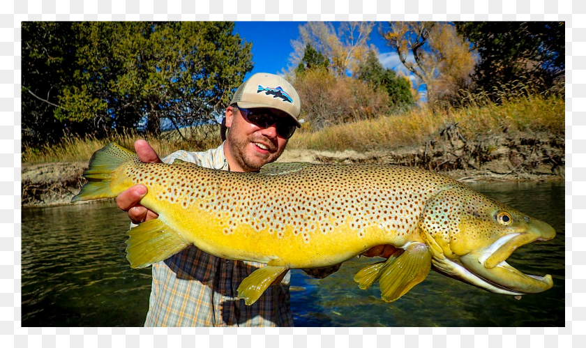 1955x1102 Montana Guided Fly Fishing Twin Bridges Brown Trout HD PNG Download