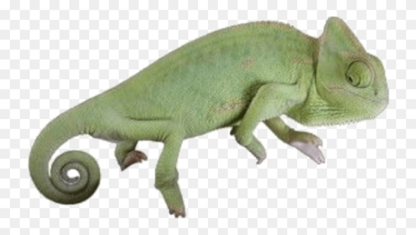 735x414 Moodboard Filler Nichememe Polyvore Chameleon Green Iguana, Reptile, Animal, Dinosaur HD PNG Download