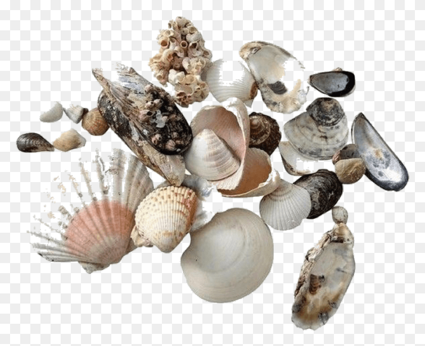 1006x805 Moodboard Stickers Seashells Sea Shells Summer Shell, Fungus, Clam, Seashell HD PNG Download