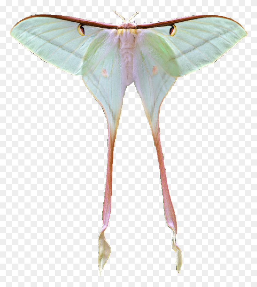 816x917 Moon Moths Luna Moth, Butterfly, Insect, Invertebrate HD PNG Download