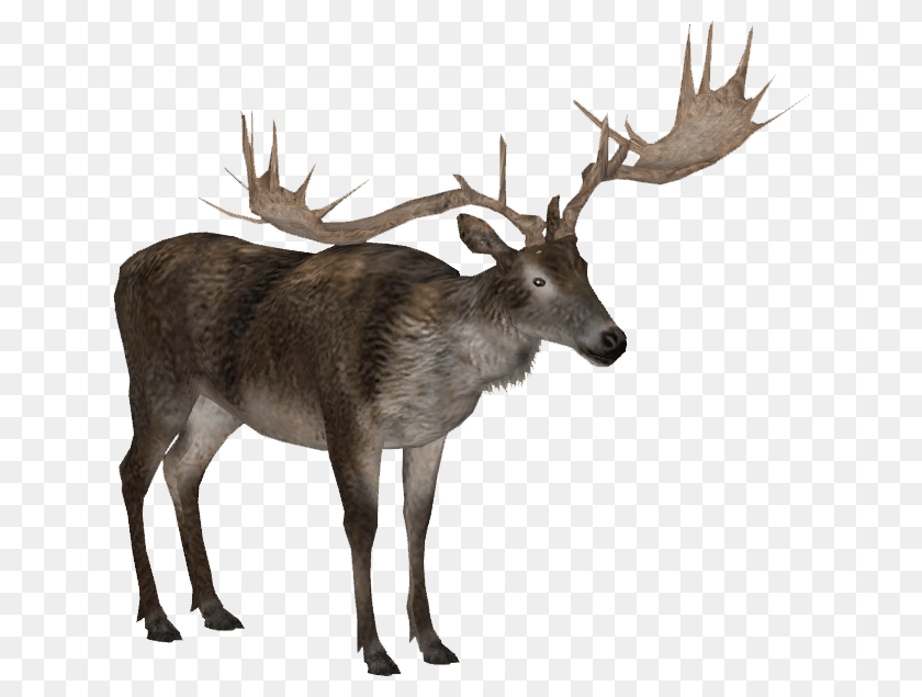 635x635 Moose, Animal, Deer, Mammal, Wildlife PNG