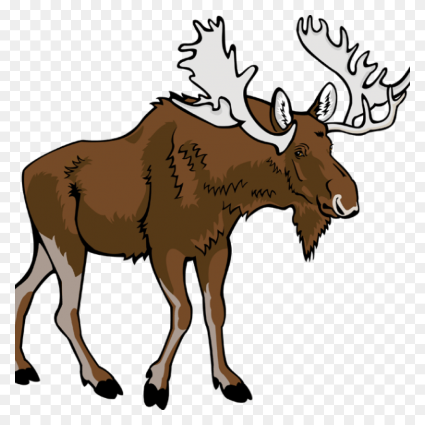 1024x1024 Moose Clipart Graduation Cap Clipart Hatenylo Free Clip Art Moose, Wildlife, Animal, Mammal HD PNG Download