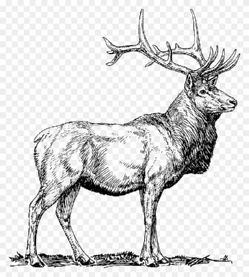 800x899 Moose Deer Head Animal Drawings Elk Clipart, Deer, Wildlife, Mammal HD PNG Download