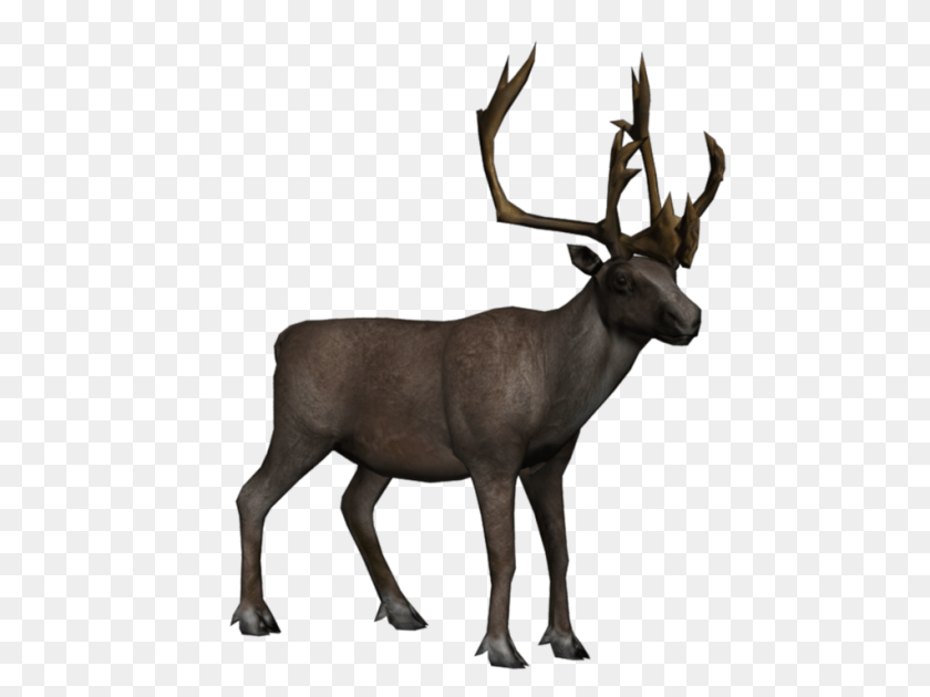 Moose Elk, Animal, Antelope, Deer, Mammal Transparent PNG
