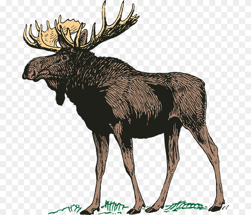Moose Elk Transparent Moose, Animal, Mammal, Wildlife, Antelope Clipart PNG