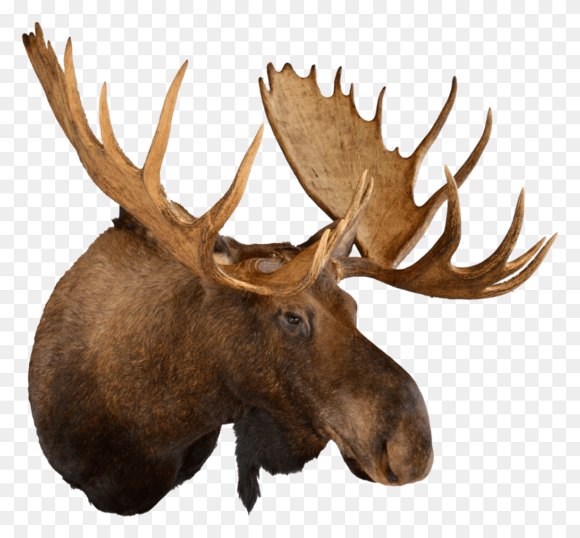 844x779 Moose Head Animal Head Trophy, Antelope, Wildlife, Mammal HD PNG Download