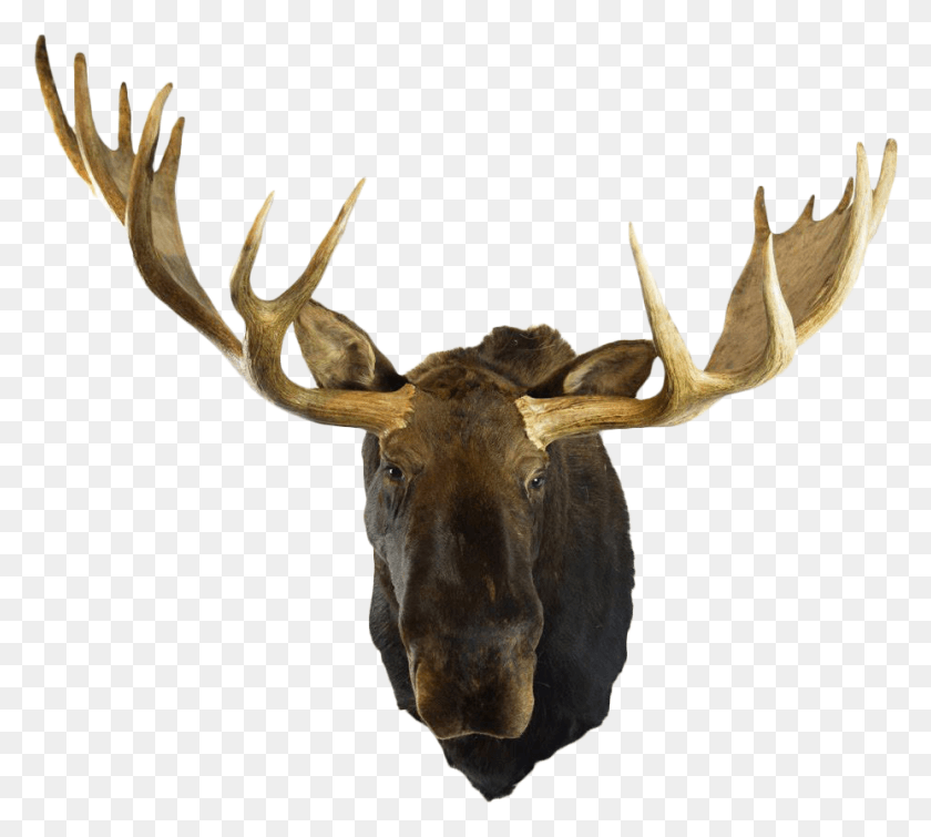 927x826 Moose Head Mounted Moose Head, Antelope, Wildlife, Mammal HD PNG Download