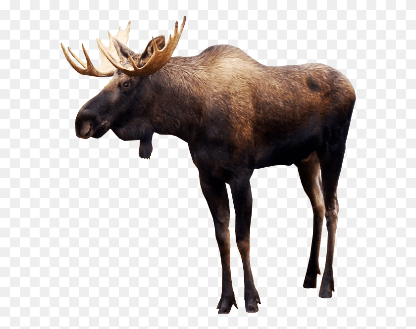 598x605 Moose Image Transparent Background Moose, Cow, Cattle, Mammal HD PNG Download