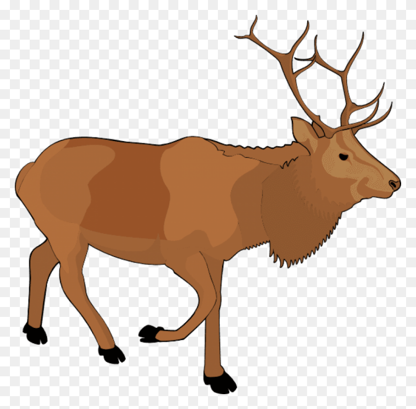 850x835 Moose Images Background Clipart Reindeer, Elk, Deer, Wildlife HD PNG Download