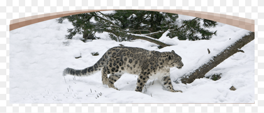 1004x388 More Attrection Snow Leopard In Central Asia, Wildlife, Animal, Mammal HD PNG Download