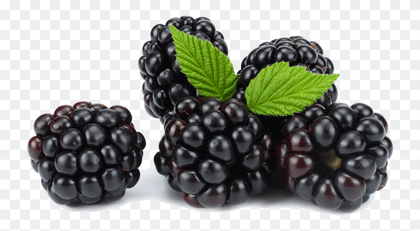 735x403 More Blackberry, Plant, Fruit, Food HD PNG Download
