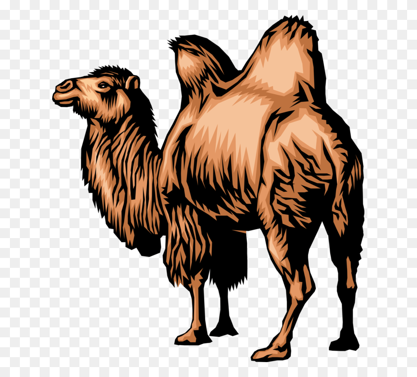 629x700 More In Same Style Group Bactrian Camel Clipart, Zebra, Wildlife, Mammal HD PNG Download