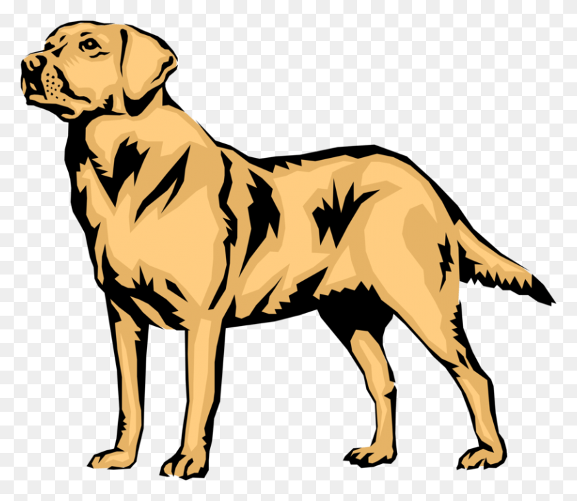 814x700 More In Same Style Group Black Labrador Retrievers Vector, Canine, Mammal, Animal HD PNG Download