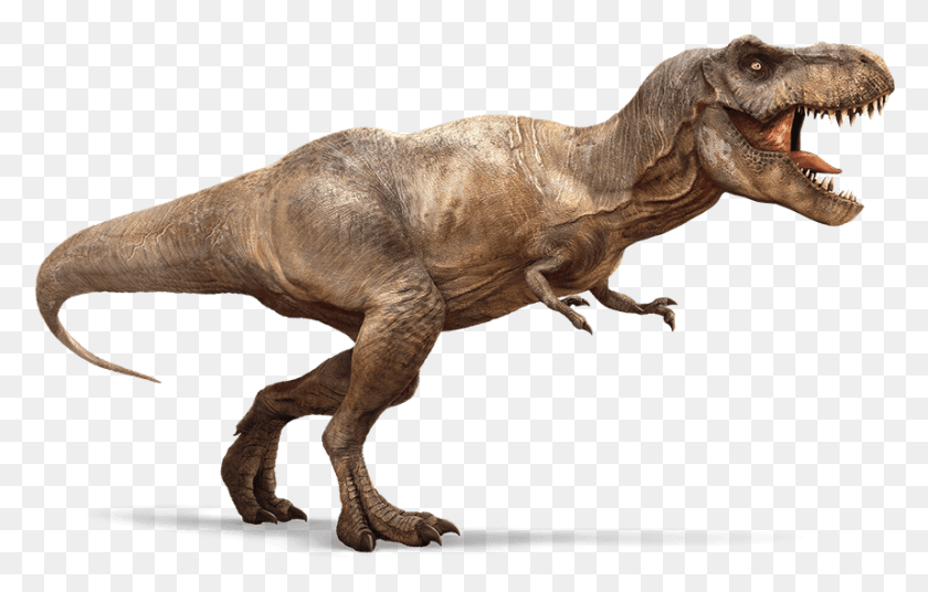 857x523 More Like This Guy In Other Words T Rex, T-rex, Dinosaur, Reptile HD PNG Download