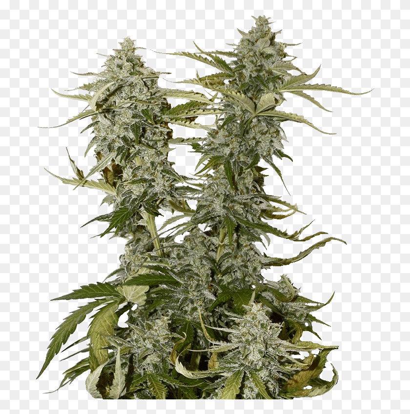 695x789 More Transparent Marijuana Weed Plant Royal Dwarf Weed, Hemp, Bud, Sprout HD PNG Download