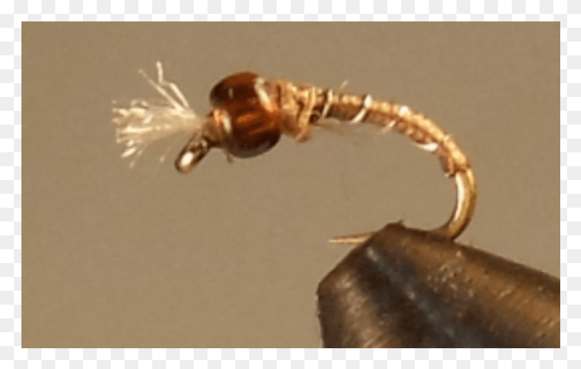 801x486 More Views Mayflies, Animal, Insect, Invertebrate HD PNG Download