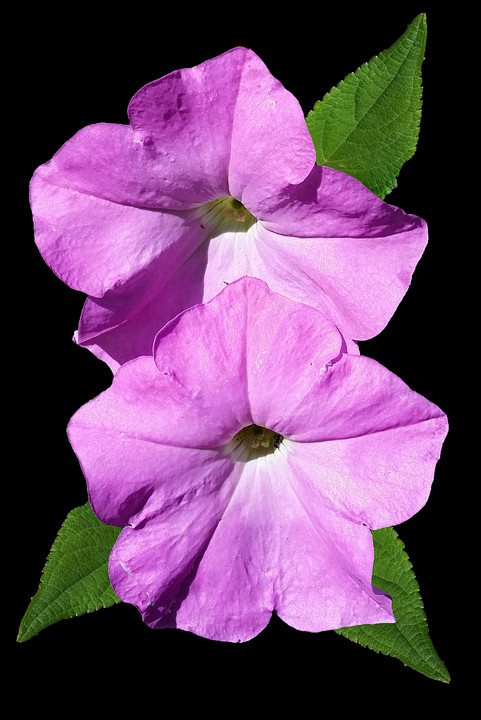 481x720 Descargar Png / Gloria De La Mañana, Geranio, Flor, Planta Hd Png