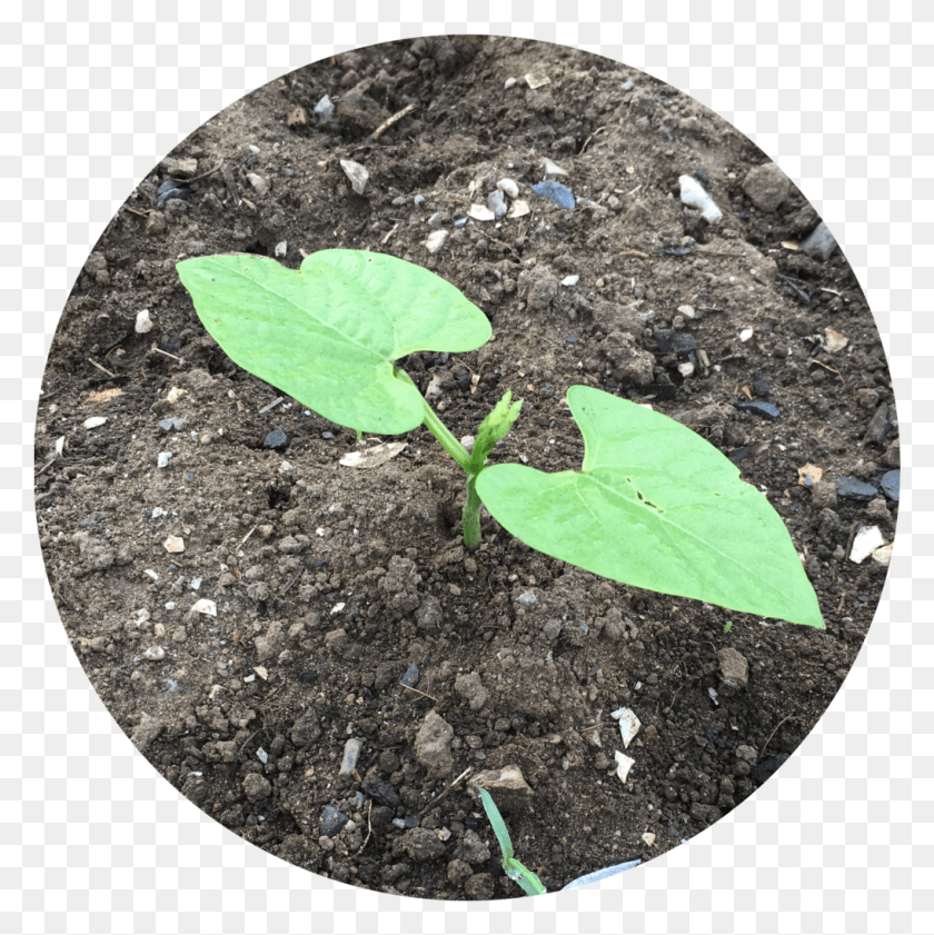 1017x1019 Morning Glory, Soil, Leaf, Plant HD PNG Download