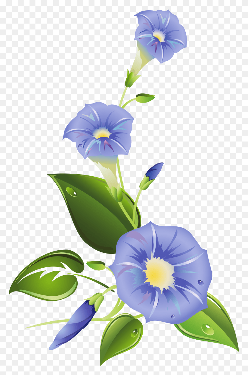 5163x8026 Morning Glory Flower Clipart Morning Glory Clipart, Plant, Blossom, Pansy HD PNG Download