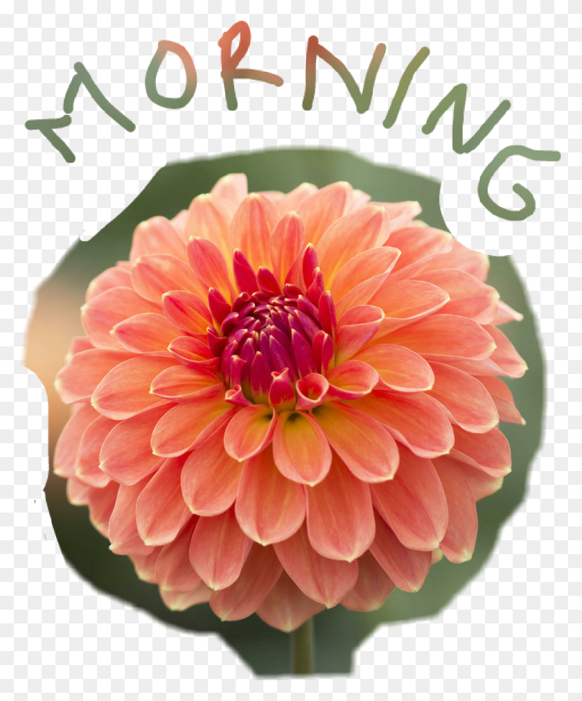 992x1211 Morning Good Morning Dahlia Flower Flowerphotography Flawer Me Ganesa Good Morning, Plant, Blossom HD PNG Download