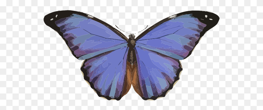 565x293 Morpho, Purple, Insect, Invertebrate HD PNG Download