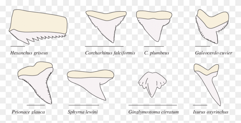 850x402 Morphological Diversity In Shark Teeth 4 Types Of Shark Teeth, Label, Text, Symbol HD PNG Download