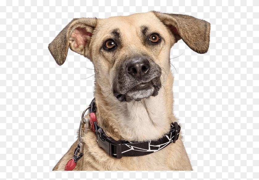 533x525 Morso Dog Companion Dog, Pet, Canine, Animal HD PNG Download
