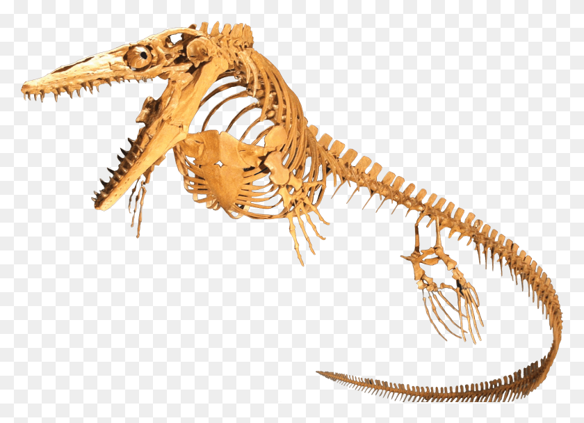 2960x2082 Descargar Png / Esqueleto De Mosasaurio, Dinosaurio, Reptil, Animal Hd Png