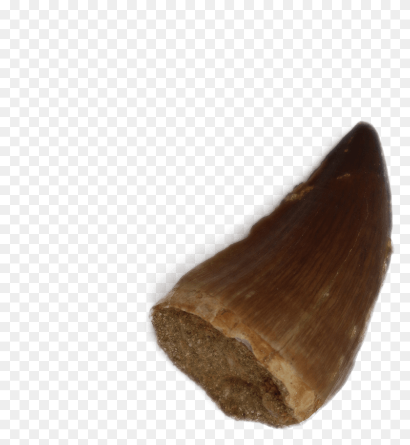 1116x1220 Mosasaurus Tooth Fish, Cone, Sea Life, Animal HD PNG Download