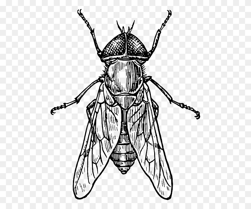 501x640 Mosca Escarabajo Insecto Alas Drawings Of Bugs And Insects, Insect, Invertebrate, Animal HD PNG Download